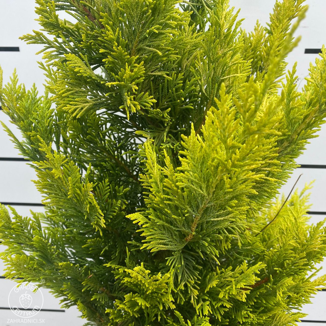 Obrázok Cyprusovec leylandský (Cupressocyparis leylandii) ´GOLD RIDER´- výška 100-120 cm, kont. C9L